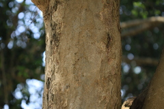 Diospyros montana